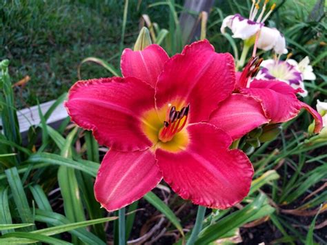 Red Daylilies