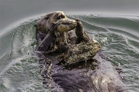 Smithsonian Insider – Tool use by sea otters has little to do with genetic ties: Smithsonian ...