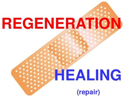 Pathology cptr3 regeneration & healing