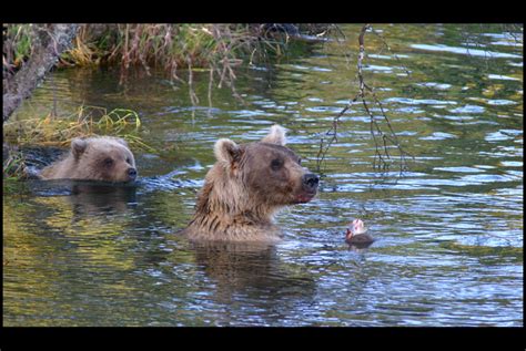 Wild Alaska Photos - ROF Industries Inc.