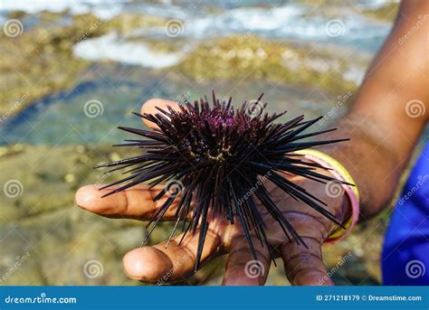 Sea Urchin Showing Mouth on Male Hand Stock Image - Image of seaurchin, fish: 271218179