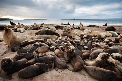 What's killing the sea-lions? | New Zealand Geographic