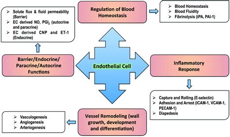 The endothelium: influencing vascular smooth muscle in many ways