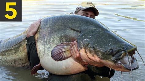 Biggest Fish In The World Caught