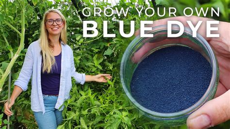 How to Grow Indigo Plants & Process It into Blue Dye - YouTube