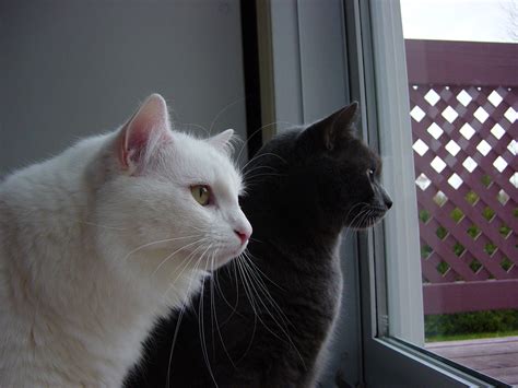 Two Cats Looking Free Stock Photo - Public Domain Pictures