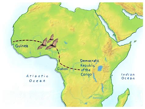 Ebola In The Skies? How The Virus Made It To West Africa | NCPR News