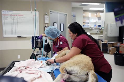 BluePearl Pet Hospital | Katy, TX