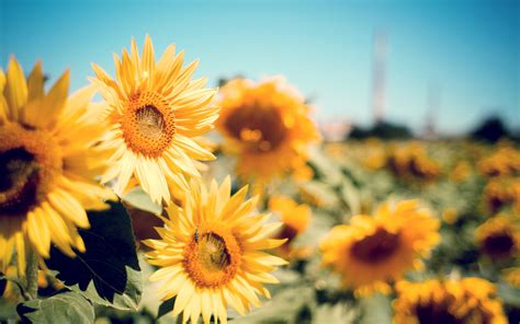 Sunflower Garden, HD Flowers, 4k Wallpapers, Images, Backgrounds, Photos and Pictures