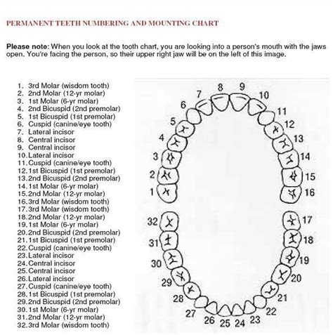 list of teeth - Google Search | Tooth chart, Dental facts, Dental hygiene student