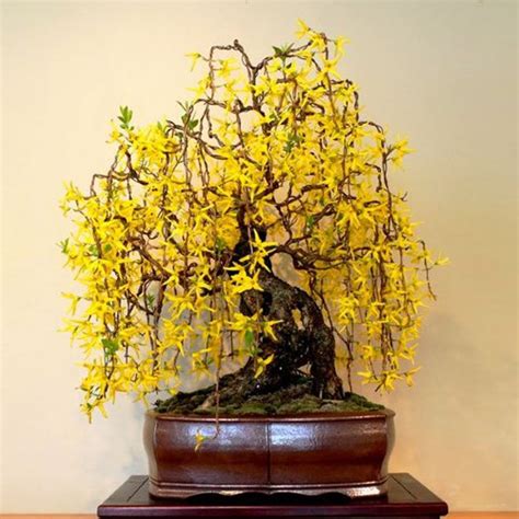 Weeping Forsythia - Forsythia suspensa | Buy Online at Seeds Of Plenty ...