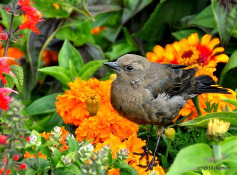 Brewer's Blackbird | Audubon Field Guide