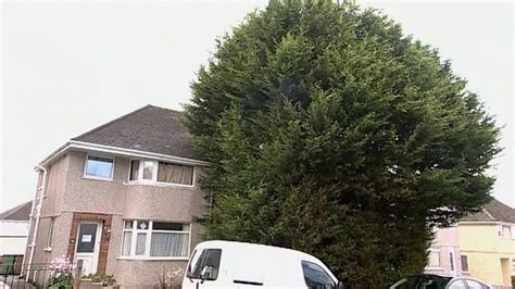 Neighbours angry over giant Leylandii tree - BBC News