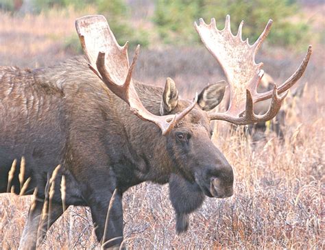 SCORES & OUTDOORS: Do moose and deer ever get their antlers caught in trees - The Town Line ...