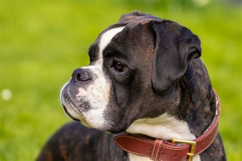 Boxer Dog Breed Profile (Characteristics, History, Care Tips) - Enjoy ...