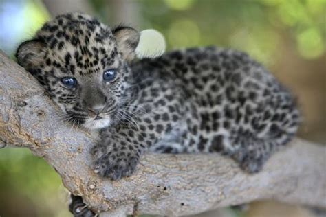 Baby leopard - The Animal Kingdom Photo (213003) - Fanpop