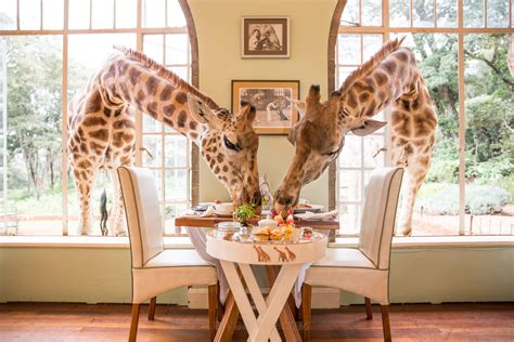 Giraffe Manor in Nairobi, Kenya - Hotel di lusso | LV Creation by Le-Voyage.com