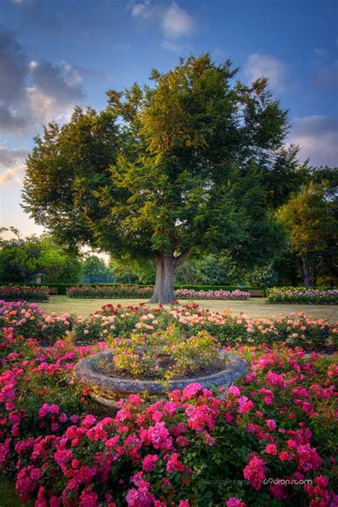 Greenwich Park Rose Garden, London | Greenwich park, Rose garden landscape, Beautiful gardens