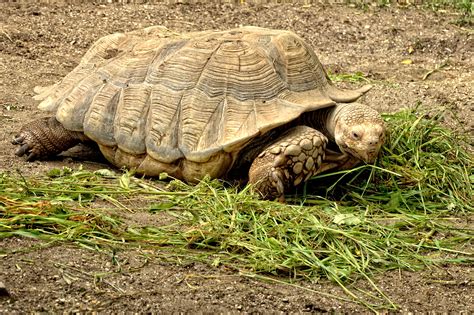 Gambar : margasatwa, kebun binatang, reptil, kecepatan, fauna, binatang buas, bertulang belakang ...