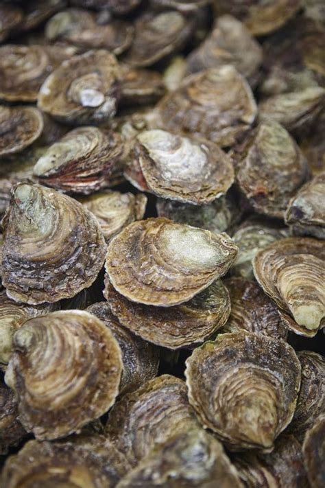 Oysters in Arcachon Bay. Market See Food in Aquitaine. France Stock ...