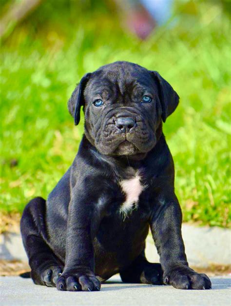 Buy Cane Corso Puppies for Sale in Delhi - Dav Pet Lovers