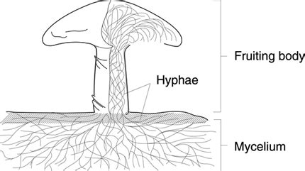 The Structure Of Fungi