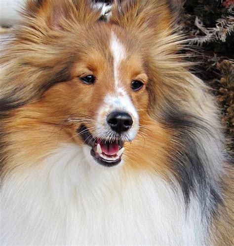 Toy Sheltie Club of America