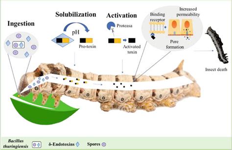 Toxic Potential of Bacillus thuringiensis: An Overview | IntechOpen