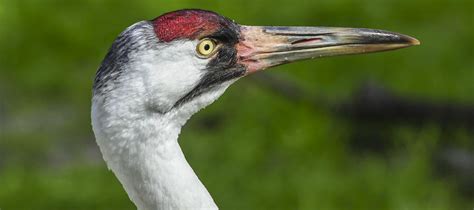 Whooping crane | Platte River Recovery Implementation Program