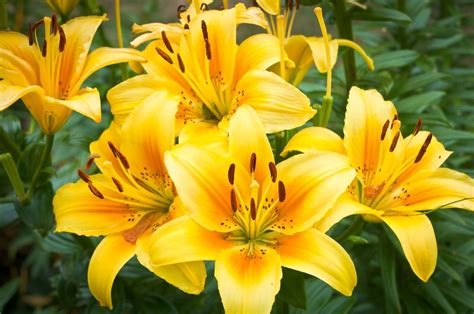 Yellow Daylily Cluster | Flowers perennials, Perennials, Yellow perennials