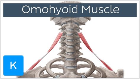 Omohyoid muscle - Origin, Insertion, Innervation & Function - Human Anatomy | Kenhub - YouTube