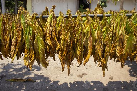 Drying traditional tobacco leaves with Hanging in a field, Indonesia. High quality dry cut ...