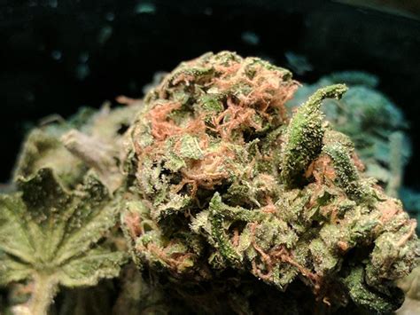 Photos of AK-47 Weed Strain Buds | Leafly