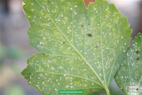 Whiteflies – Bugs for Growers