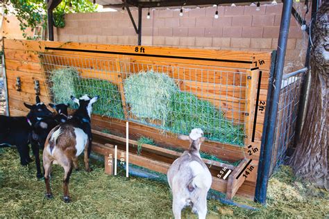 The BEST Goat Feeder for adults & babies! | LaptrinhX / News