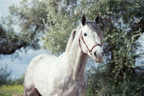 10 Best Spanish Horse Breeds