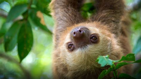 Baby Sloths Wallpapers - Wallpaper Cave