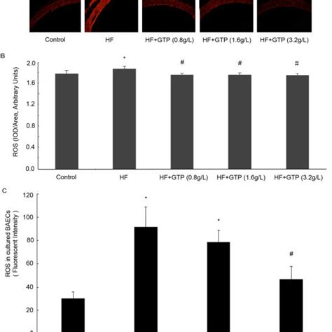 Effects of GTPs treatment on HF-induced hyperpermeability in rat aorta ...