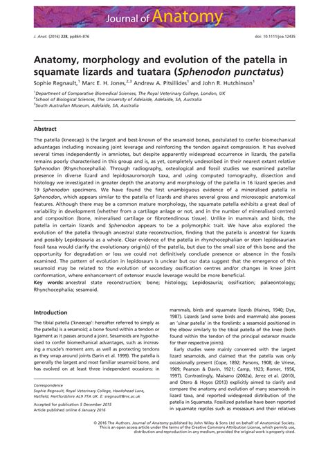 Anatomy, Morphology and Evolution of the Patella in Squamate Lizards and Tuatara (Sphenodon ...