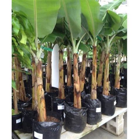 Banana Plant at Rs 18/piece | Indira Nagar | Lucknow | ID: 13796327830