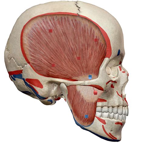 Learn Muscle Anatomy: Muscles of Mastication