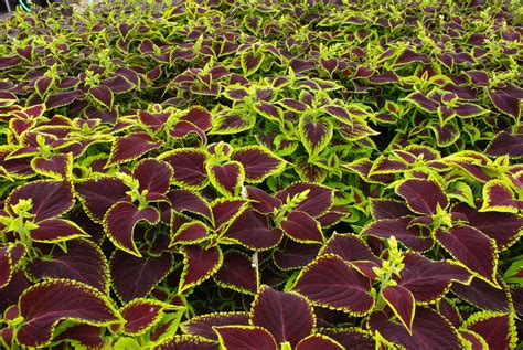 purple and green plants with yellow leaves in a garden area at the end ...