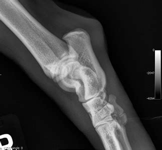 Small Animal Tarsus & Pes Radiography - Today's Veterinary Practice