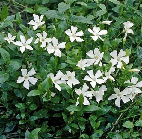 Vinca minor colada white - 1.5ltr - Eden Park Garden Centre