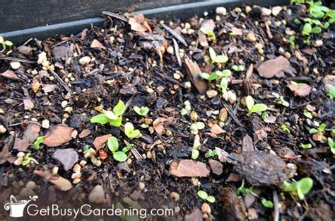 Growing Lettuce From Seed: The Complete How To Guide - Get Busy Gardening