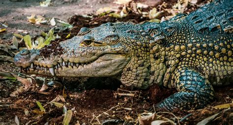 Green Crocodile on Brown Dried Leaves · Free Stock Photo