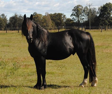 Waler Horse Breed Information, History & Development, Videos, Pictures