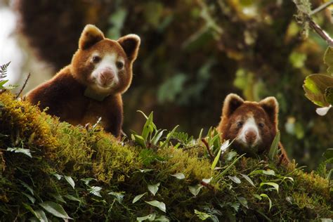 Huon Tree Kangaroo (Dendrolagus matschiei) female and joey peer over branch. Endangered species ...