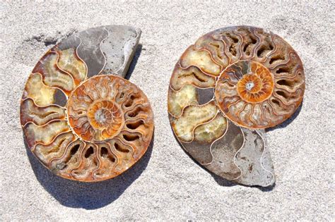 Ammonites: Spiral Fossil Shell Stock Image - Image of texture, chambers ...