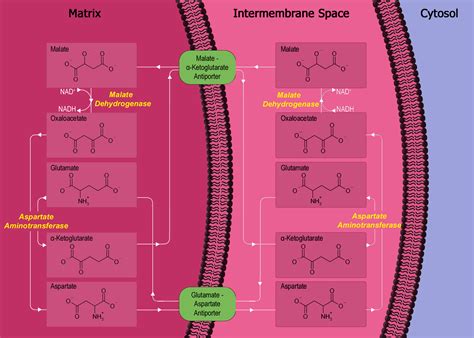 biochemistry - How does the body switch between aerobic and anaerobic ...